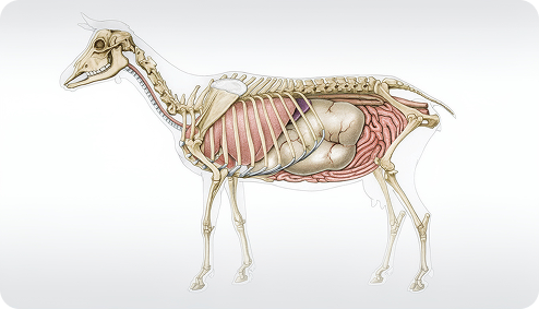 Anatomia animal