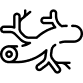 SISTEMA LINFÁTICO
